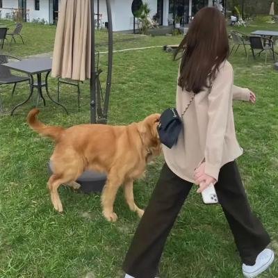 总统的秘密情人